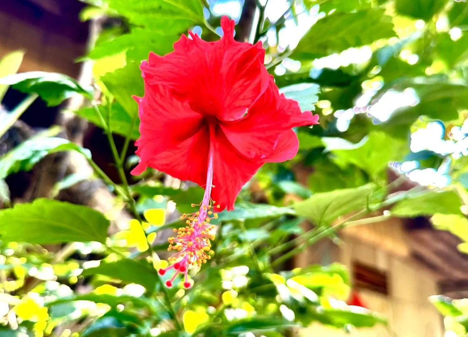 Bali Telaga Hati Yoga Healing And Retreat Center Hostel Sanur  0*, Sanur (Bali) Indonesia